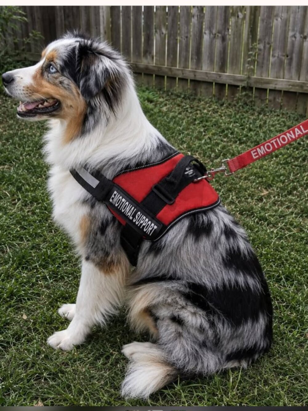 Industrial Emotional Support Dog Harness & Leash Set, Red, XL